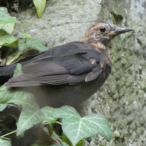 Eurasian Blackbird