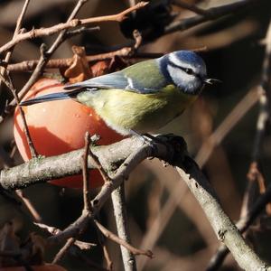 Blue Tit