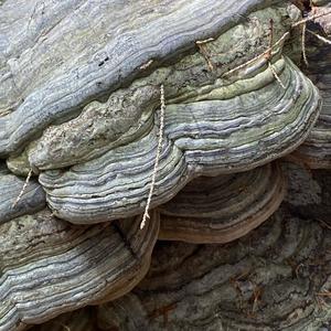 Tinder Polypore