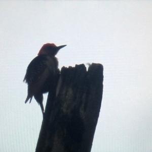 Red-bellied Woodpecker