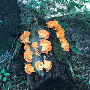 Chicken Mushroom