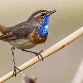 Bluethroat