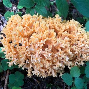 Yellow-brownish Coral