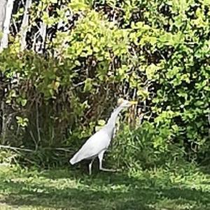 Cattle Egret