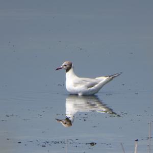 Black-headed Gull