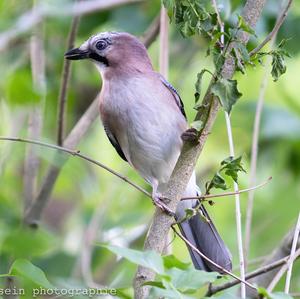 Eurasian Jay