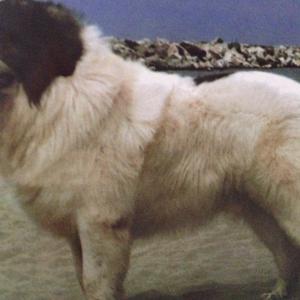 Unknown Breed