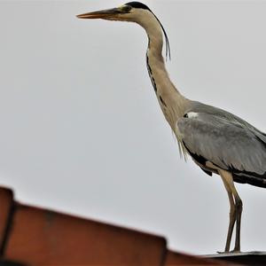 Grey Heron