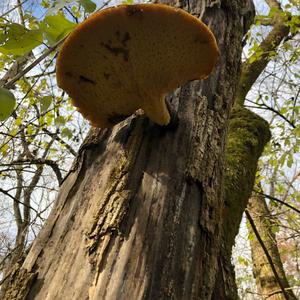 Dryad`s Saddle