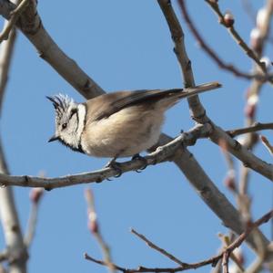 Crested Tit