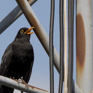 Eurasian Blackbird