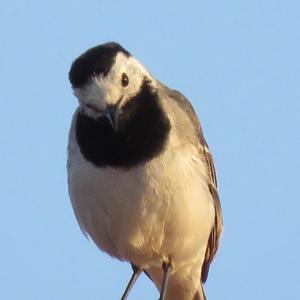 White Wagtail