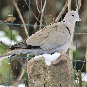 Eurasian Collared-dove