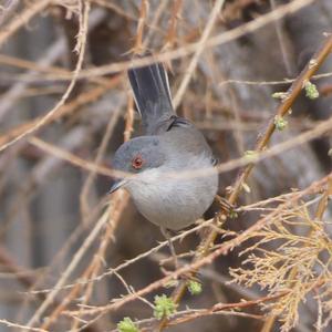 Sardinian Warbler