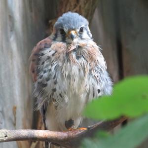 American Kestrel