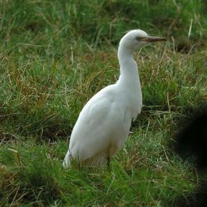 Cattle Egret