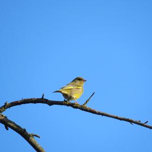 European Greenfinch