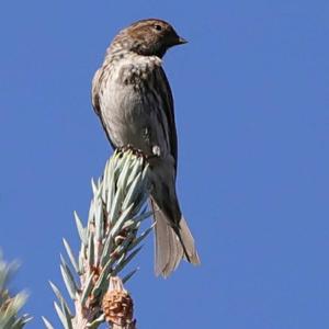 Common Redpoll