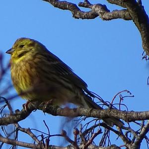 Cirl Bunting