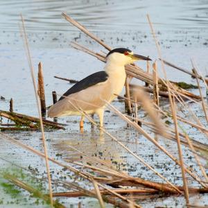 Black-crowned Night-heron