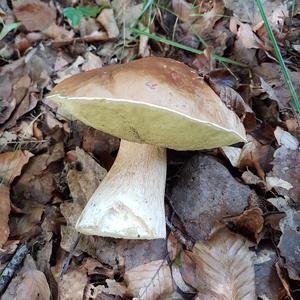 King Bolete