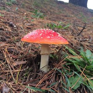 Fly Agaric