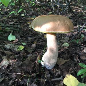 King Bolete