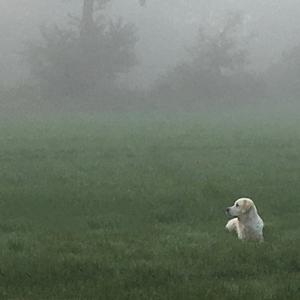 Retriever (Golden)