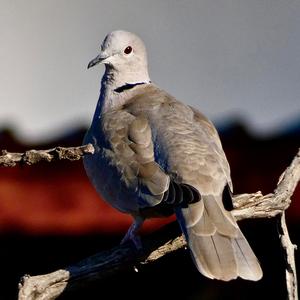 Eurasian Collared-dove