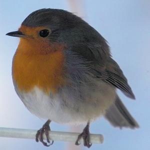 European Robin