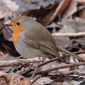 European Robin