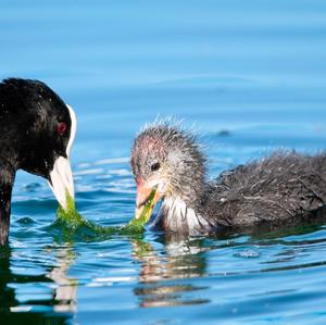 Common Coot