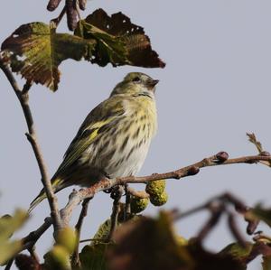 Eurasian Siskin