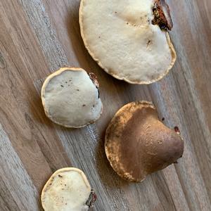 Unknown Species