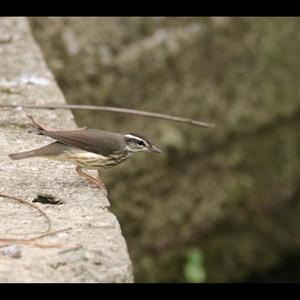 Northern Waterthrush