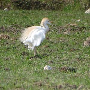 Cattle Egret