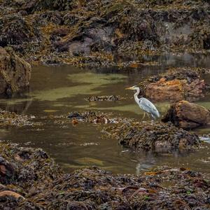 Grey Heron