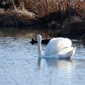 Mute Swan