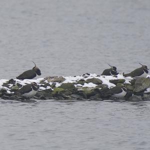 Northern Lapwing