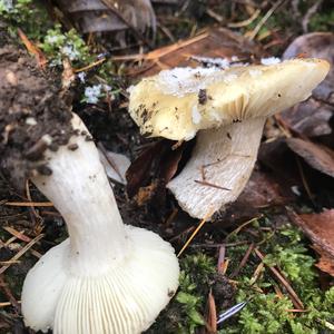 Yellow-ochre Russula