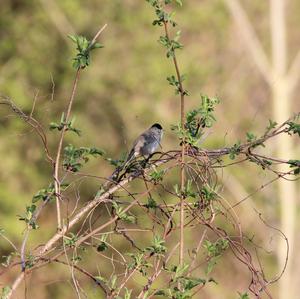 Blackcap