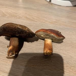 Bay Bolete