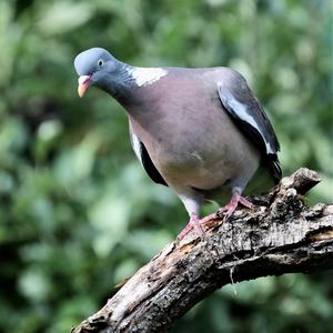 Common Wood-pigeon