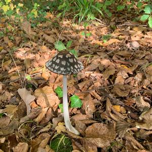 Magpie Ink-cap