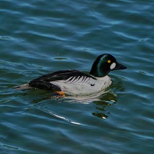 Common Goldeneye