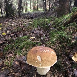 King Bolete