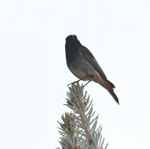 Black Redstart