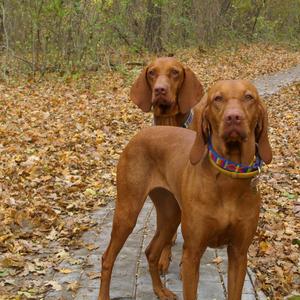 Vizsla