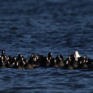 Common Coot