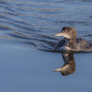 Common Loon